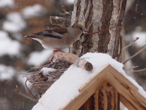 ツグミかと思ったが、ちょっと違うようだ・・。