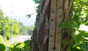 木陰の気温計では３０℃超！？気象情報では２８・１℃が本日の最高気温。
