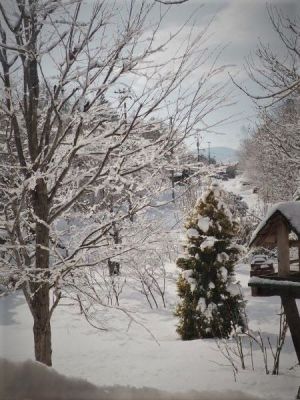 樹々の枝に雪が張り付いている・・。