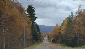 落葉松の葉が路上に散らばる・・。