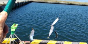 ここでもダメだ。サバが釣れて釣り糸がもつれる・・。