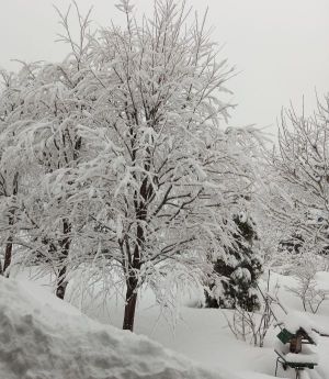 真冬に逆戻りの庭の様子・・。真っ白だ・・。